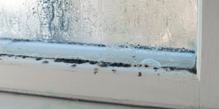 How to Limit Mold Growth in The Winter Months