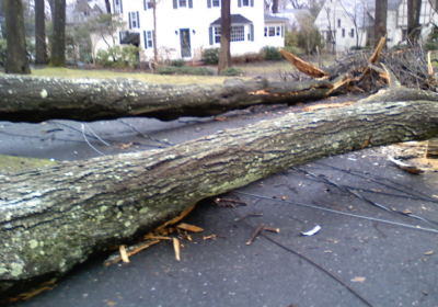 Structural Damage by Fallen Tree After a Storm