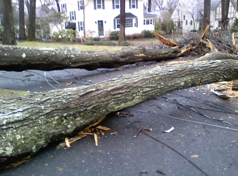 structural damage by fallen tree