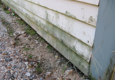 How to Prevent Mold on Your Home’s Siding