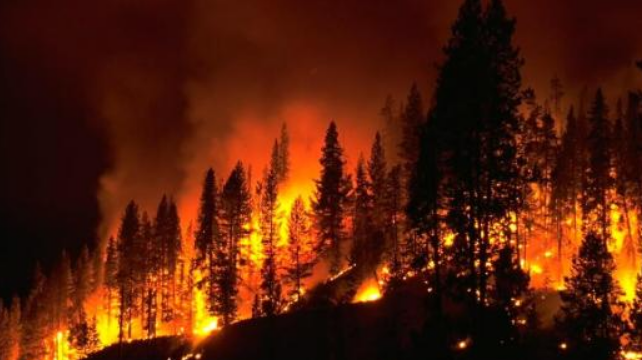 How to Prepare Your Home for Wildfire Season